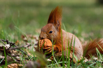 Squirrel eating nut. Łazienki park, Warsaw, Poland.