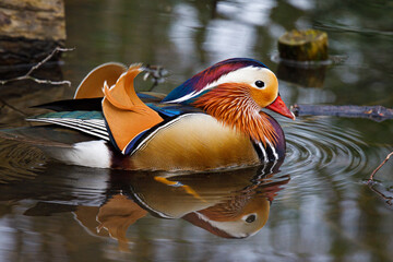 Mandarin duck in the water