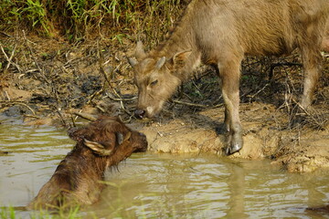 Fototapeta premium The buffalo is swimming in the water
