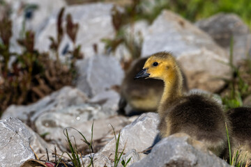 duck in the park