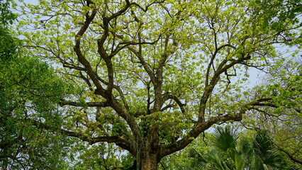 Obraz premium The texture of tree foliage when viewed from below