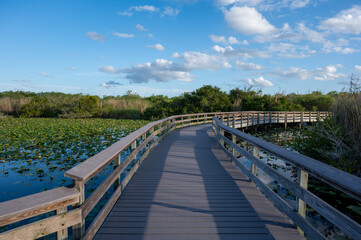 Anhinga Trail elevated boardwalk over wetlands of Everglades National Park, Florida on sunny summer day..