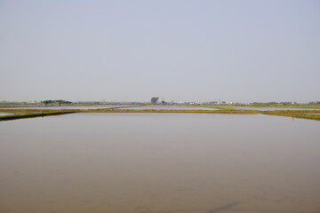 Flooded agricultural fields