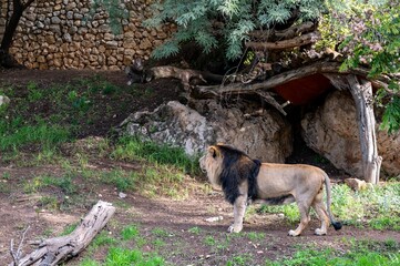 Male lion in the biblical zoo in Jerusalem in Israel © Uri