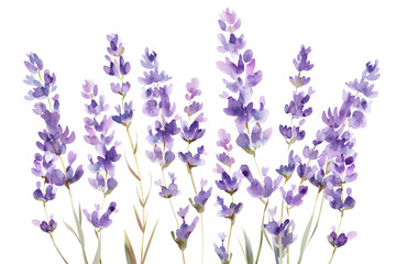 lavender flowers isolated on white transparent background