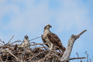 Osprey, Pandion haliaetus, on nest with young in Everglades National Park, Florida.
