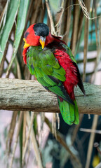 Multicolor lorikeet parrot at the Biblical Zoo in Jerusalem in Israel