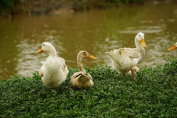 duck on the shore of the pond