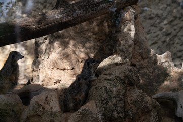 Meerkat in a mountainous area in a biblical reserve in Jerusalem