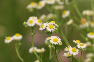 Fototapeta premium daisies in a meadow