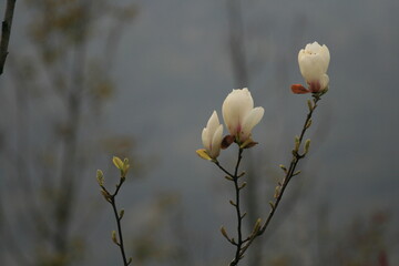 magnolia flowers in spring