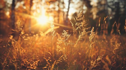 Dry autumn grass in a forest at sunset. Macro image. Abstract autumn nature background