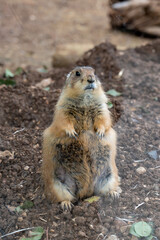 Close-up of one black-tailed prairie dog at the Biblical Zoo in Jerusalem