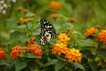 Close-up of a butterfly sucking nectar from a flower