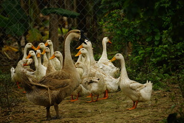 geese on the farm