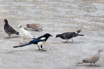 The Eurasian magpie or common magpie (Pica pica) and colourful pigeons  (Columba livia)  looking for food on the ground. selective focus