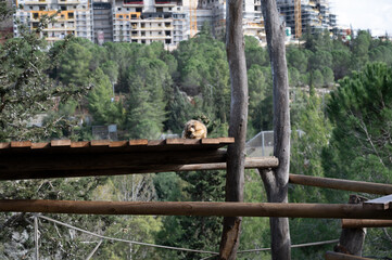 Golden Snub-nosed Monkey at the Jerusalem Biblical Zoo in Israel
