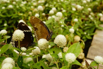 Close-up of a butterfly sucking nectar from a flower