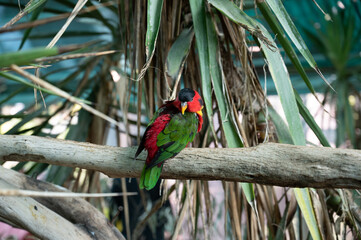 Multicolor lorikeet parrot at the Biblical Zoo in Jerusalem in Israel
