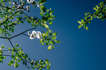 Tree foliage with pollen cotton tufts 