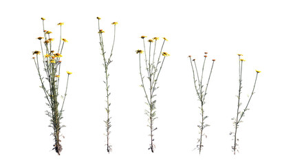 Cota tinctoria on white background, AnthemisTinctoria isolate background