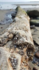 Fototapeta premium Close-up of textured driftwood washed ashore, with barnacles and weathered patterns telling a story of its journey