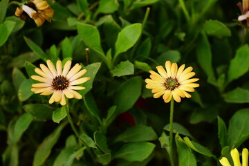 Close-up of Argyranthemum Grandaisy flower