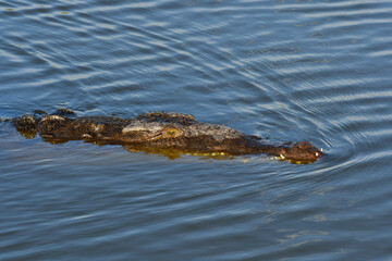 American Crocodile Crocodylus acutus, swimming in West Lake in Everglades National Park, Florida.