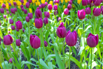 Fototapeta premium Colorful tulips in the flowerbed. Beautiful tulips shimmering in the bright sunlight.