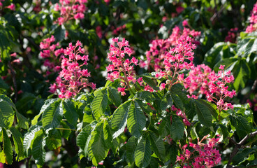 Nahaufnahme einer blühenden roten Kastanie
