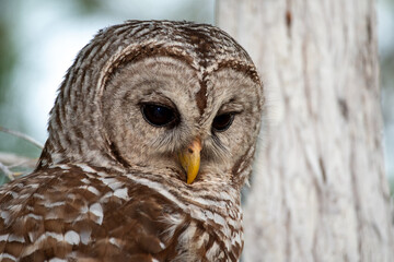 Closeup portrait of Barred Owl, Strix varia, perched on Cypress Tree in Everglades National Park, Florida.