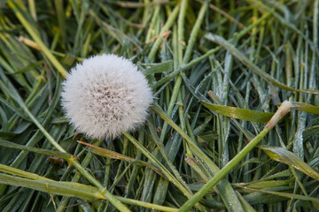 The meadow is mowed, all flowers gone, yet a dandelion head stands tall amidst the cut grass....