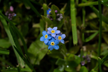 Wood Forget-Me-Not - Myosotis sylvatica