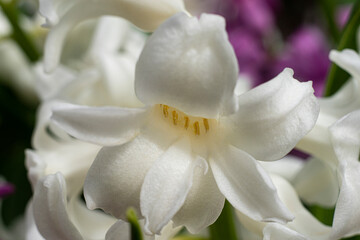 Hyacinth flower. Close-up view of white hyacinth flowers