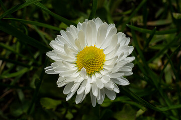 A colorful flower of a plant called Daisy, Bellis perennis
