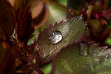 Small raindrop on leaf of rose flower macro