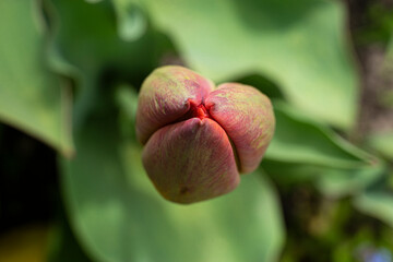 Close-up red close tulips, beautiful spring flowers