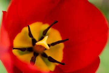 red tulip macro closeup