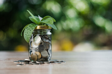 Investment and saving funds concept, financial market growth and development with plants growing out of a glass jar full of coins. Nature bokeh background copy space.
