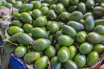 Big Bunch of Green Avocado at Farmers Market Turkey