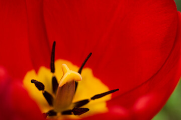 red tulip macro closeup