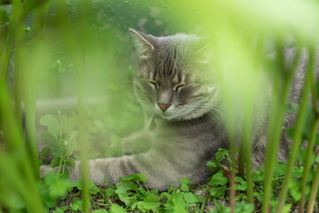 cat on grass