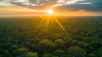Aerial view of a beautiful sunset over the Amazon rainforest landscape with a wide horizon, depicting the concept of global warming. A forest panorama from above. A green jungle landscape with clouds