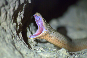 Cape Cobra (Naja nivea) in a hole in the sand of the Kalahari dessert, South Africa, with wide opened mouth