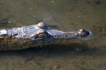 Look of an American Crocodile (Crocodylus acutus) in the water of the rainforest of Costa Rica