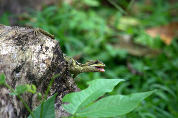 Calf of Striped Basilisk or Brown Basilisk (Basiliscus vittatus) in the rainforest of Costa Rica
