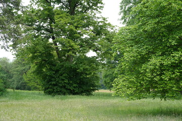 Der Lenné-Park im Ortsteil Dahlwitz von Hoppegarten in Brandenburg