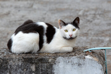 portrait of a  black and white cat laying  on a cement fence ,looking at the camera, against gray background. selective focus