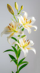 Elegant White Lilies: A Portrait of Grace and Beauty in Bloom