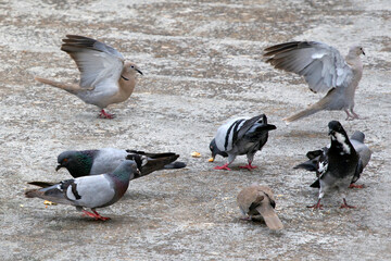 group of colourful pigeons (Columba livia) and brown doves (Streptopelia decaocto) looking for food on the ground.  selective focus